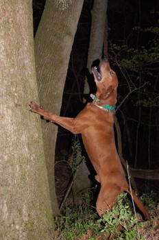 A redbone coonhound 